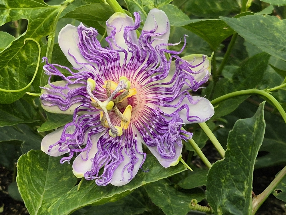 Passionsblume 'Passiflora incarnata Eia Popeia®', 30 bis 40 cm Höhe Cover